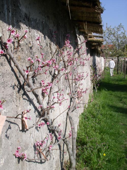 Image Murs à pêches