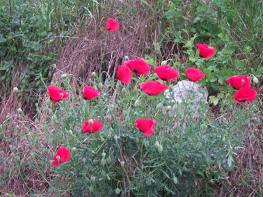 small coquelicots 10