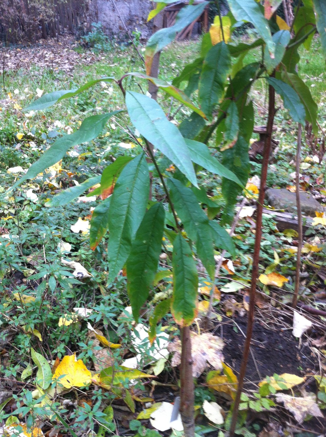 Pépinière de l'association