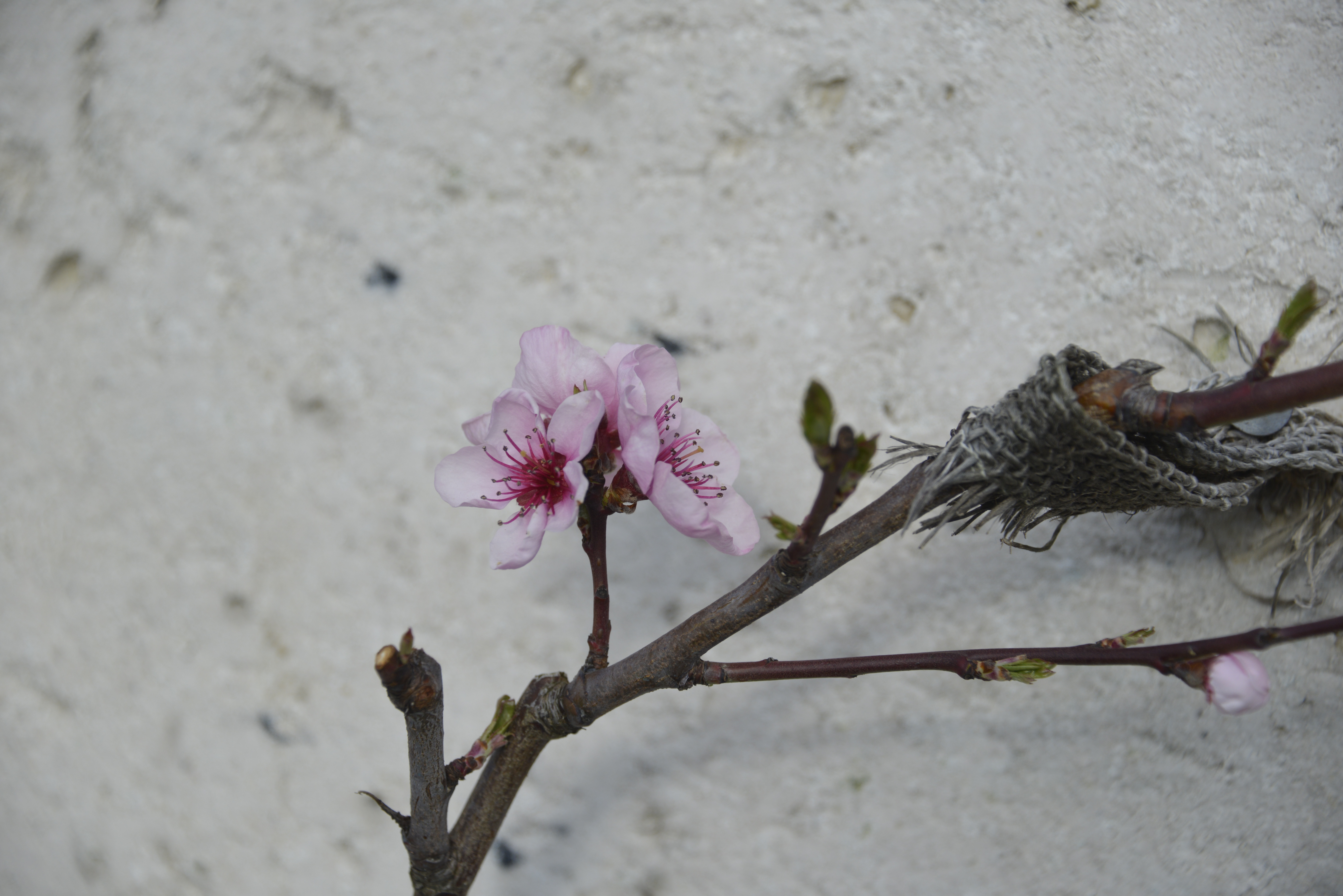 photo bouillon patrick mars 2016 15a