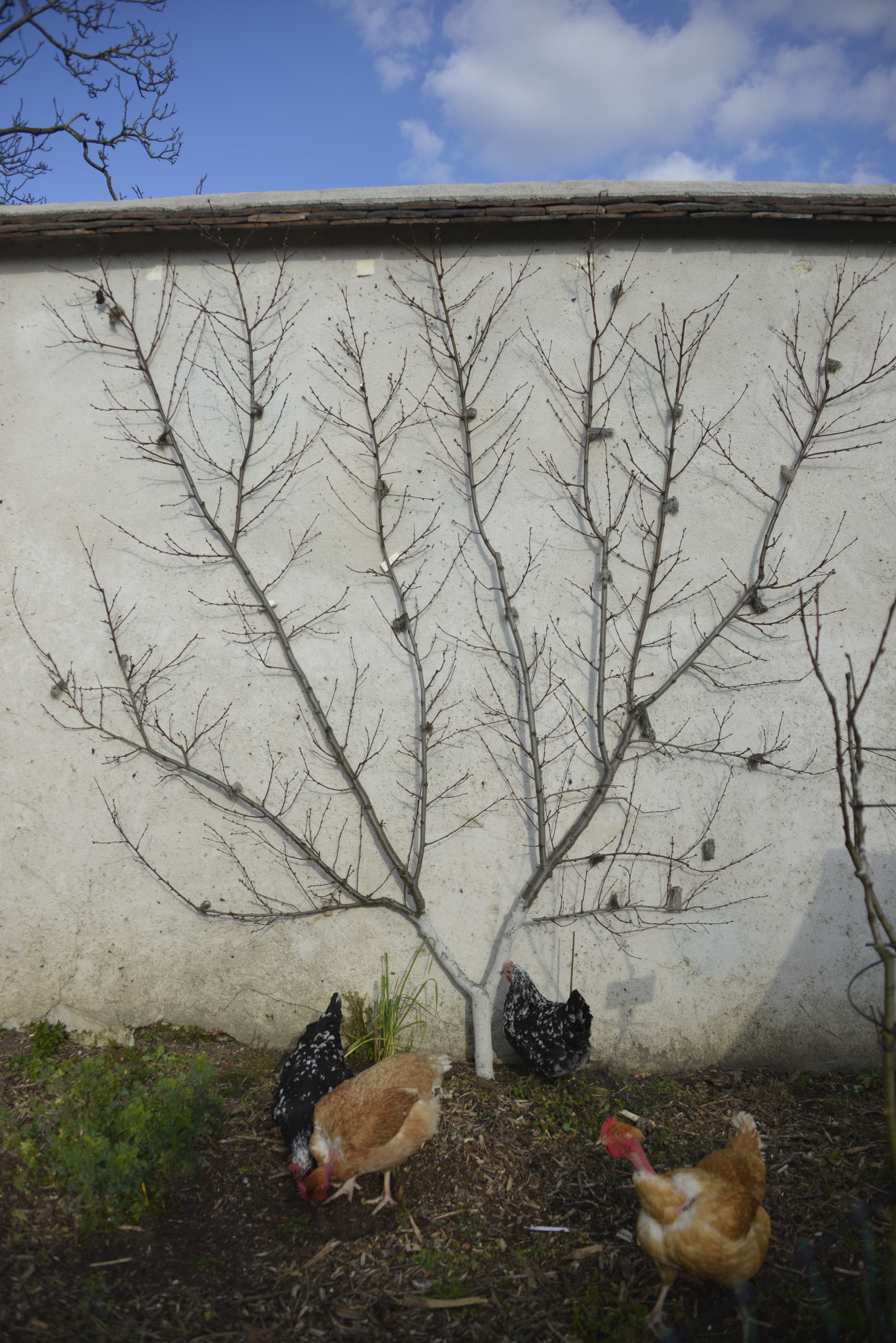 photo bouillon patrick mars 2016 17a