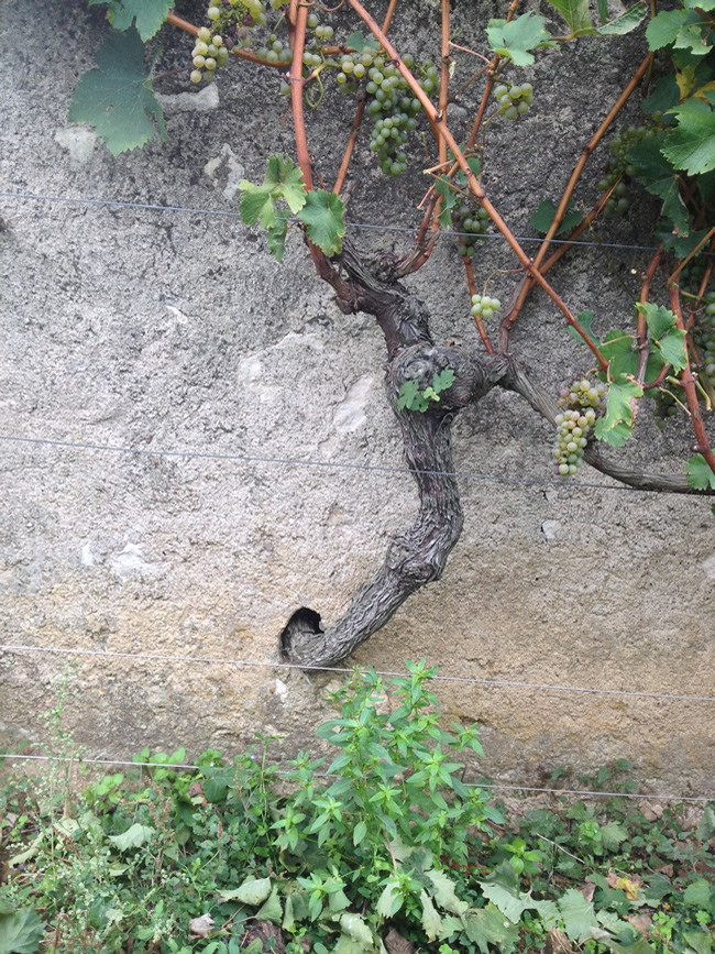 clos-entre-les-murs-7